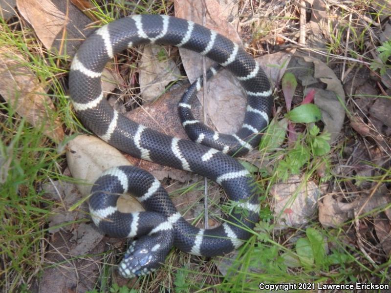 California Kingsnake (Lampropeltis getula californiae)