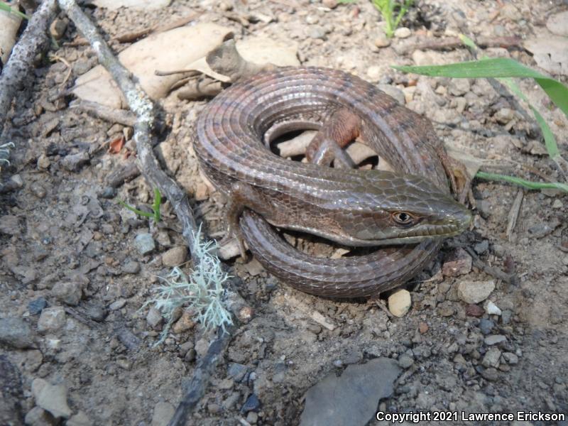 California Alligator Lizard (Elgaria multicarinata multicarinata)