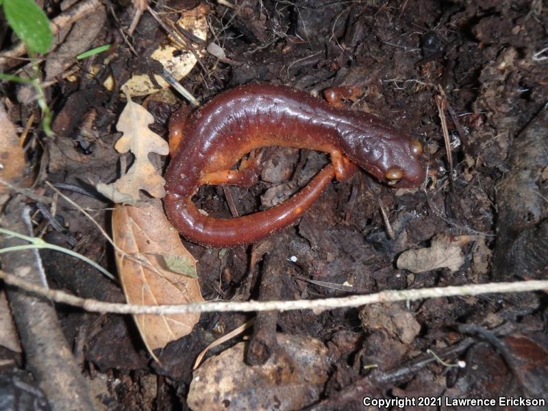 Yellow-eyed Ensatina (Ensatina eschscholtzii xanthoptica)