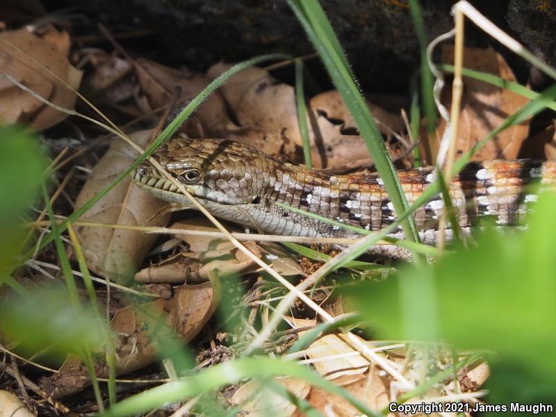 California Alligator Lizard (Elgaria multicarinata multicarinata)