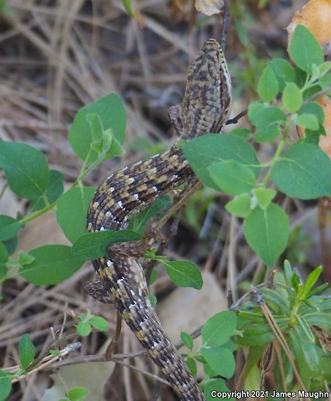 California Alligator Lizard (Elgaria multicarinata multicarinata)