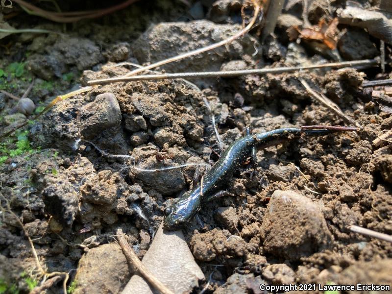 Santa Cruz Black Salamander (Aneides flavipunctatus niger)