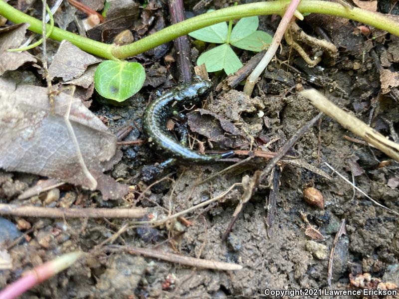 Santa Cruz Black Salamander (Aneides flavipunctatus niger)