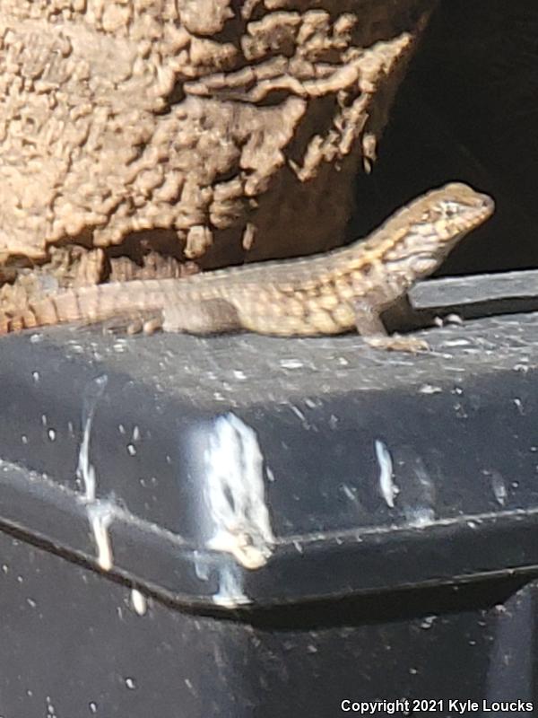 Northern Curly-tailed Lizard (Leiocephalus carinatus)