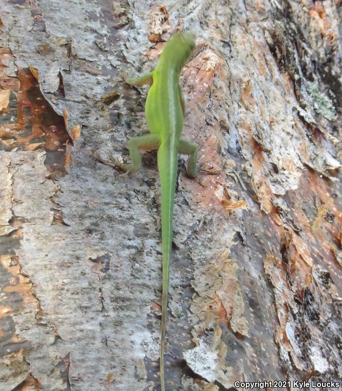 Hispaniolan Green Anole (Anolis chlorocyanus)
