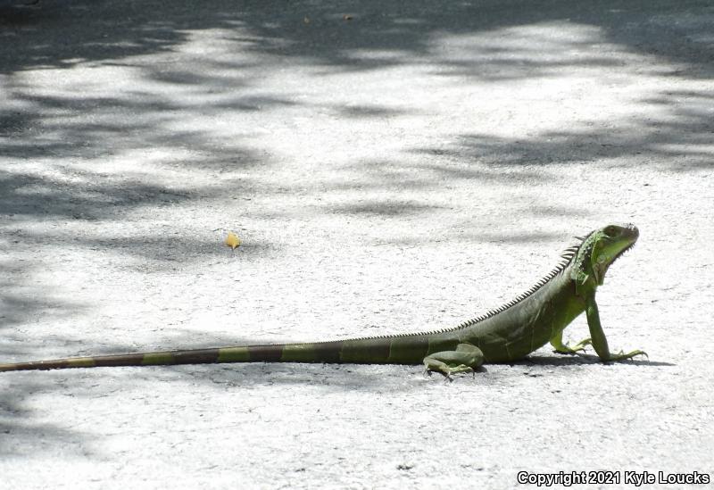 Green Iguana (Iguana iguana)