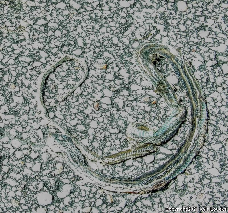 Peninsula Ribbonsnake (Thamnophis sauritus sackenii)