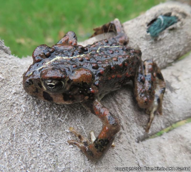 Southern California Toad (Anaxyrus boreas halophilus)