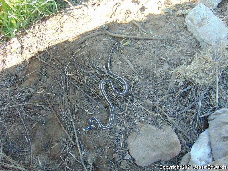 California Kingsnake (Lampropeltis getula californiae)