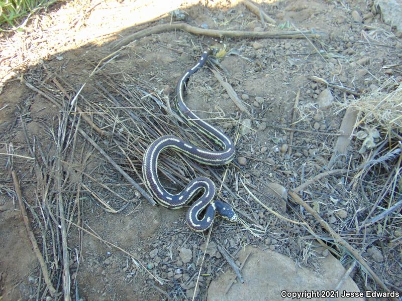 California Kingsnake (Lampropeltis getula californiae)