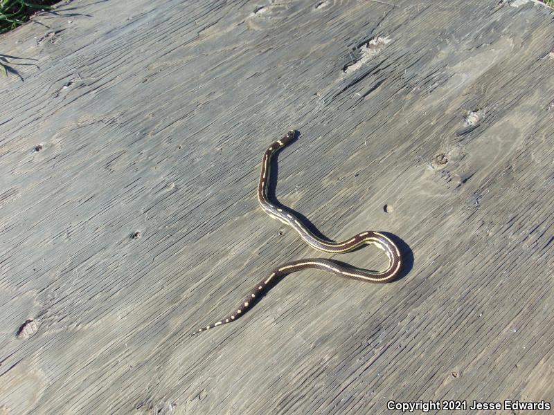 California Kingsnake (Lampropeltis getula californiae)