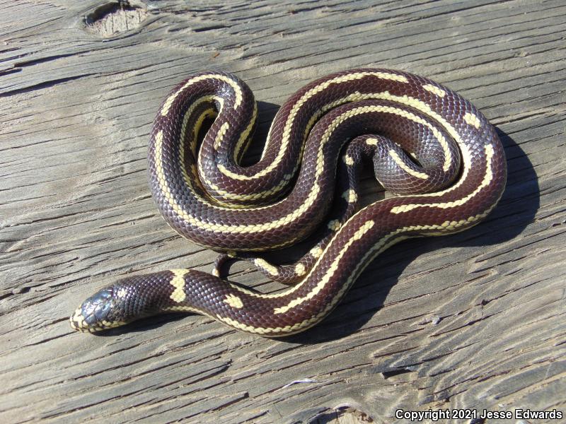 California Kingsnake (Lampropeltis getula californiae)