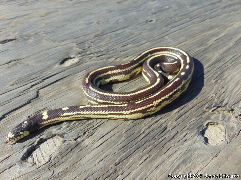 California Kingsnake (Lampropeltis getula californiae)