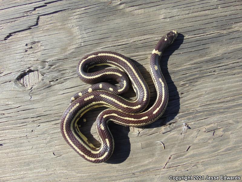 California Kingsnake (Lampropeltis getula californiae)