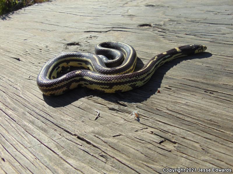 California Kingsnake (Lampropeltis getula californiae)