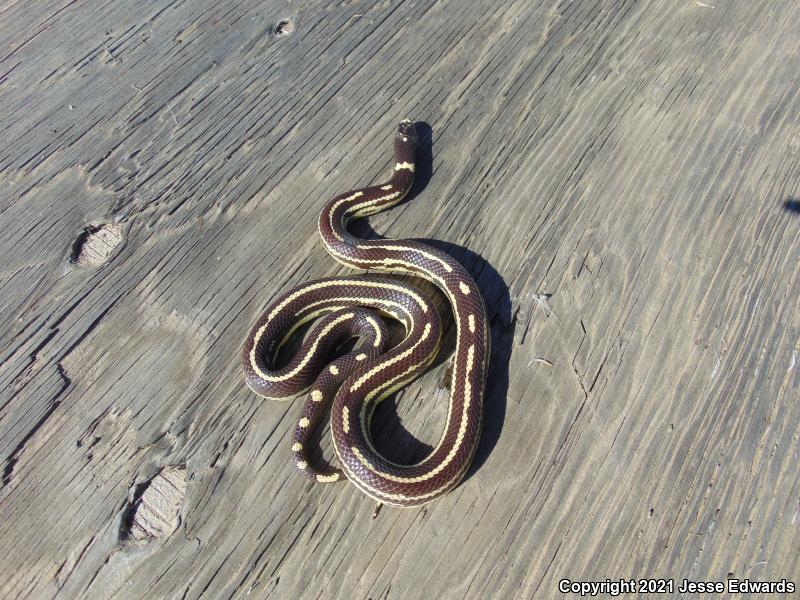 California Kingsnake (Lampropeltis getula californiae)