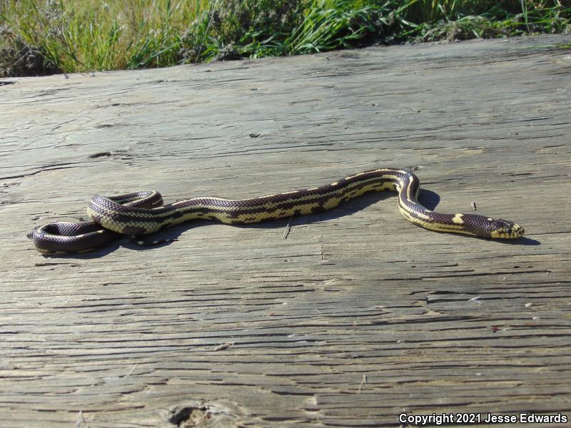 California Kingsnake (Lampropeltis getula californiae)