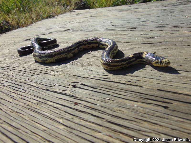 California Kingsnake (Lampropeltis getula californiae)