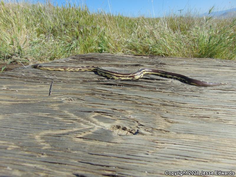 California Kingsnake (Lampropeltis getula californiae)