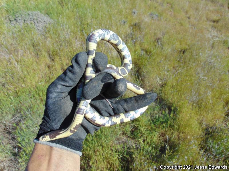 California Kingsnake (Lampropeltis getula californiae)