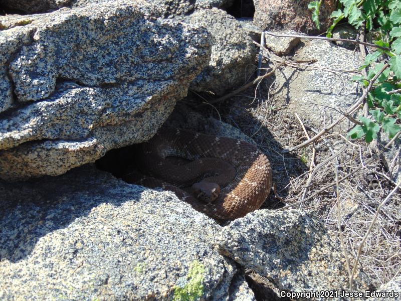 Red Diamond Rattlesnake (Crotalus ruber)