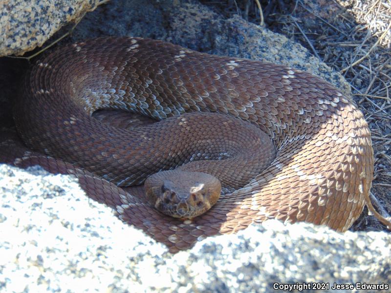 Red Diamond Rattlesnake (Crotalus ruber)