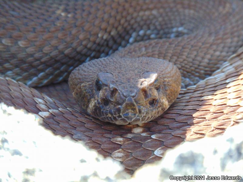 Red Diamond Rattlesnake (Crotalus ruber)