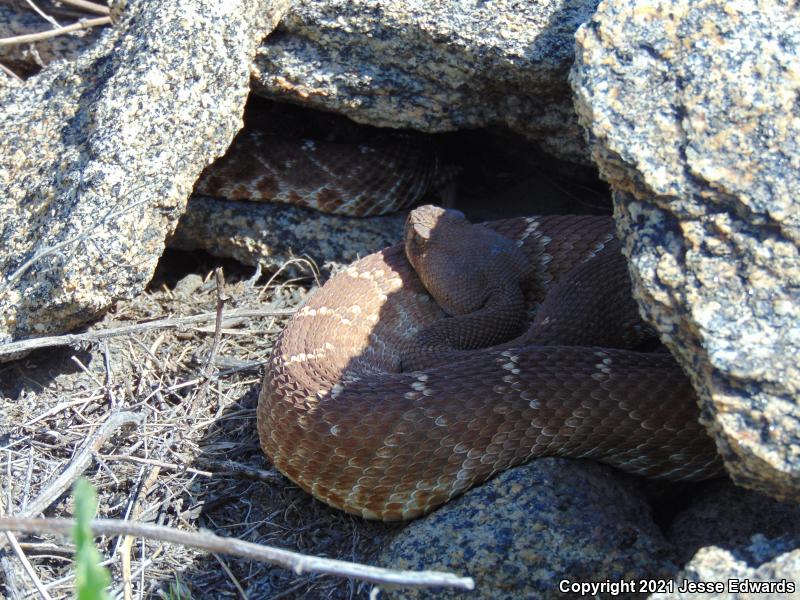 Red Diamond Rattlesnake (Crotalus ruber)