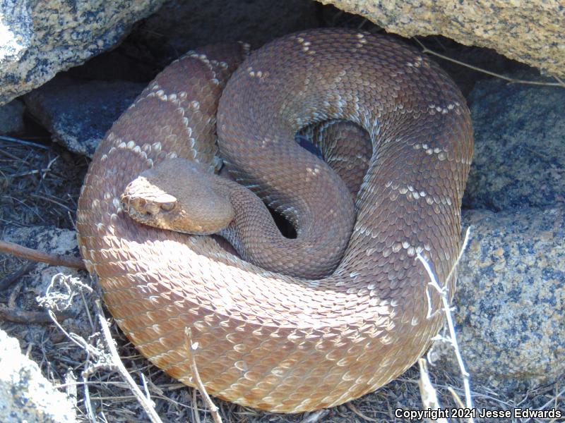 Red Diamond Rattlesnake (Crotalus ruber)