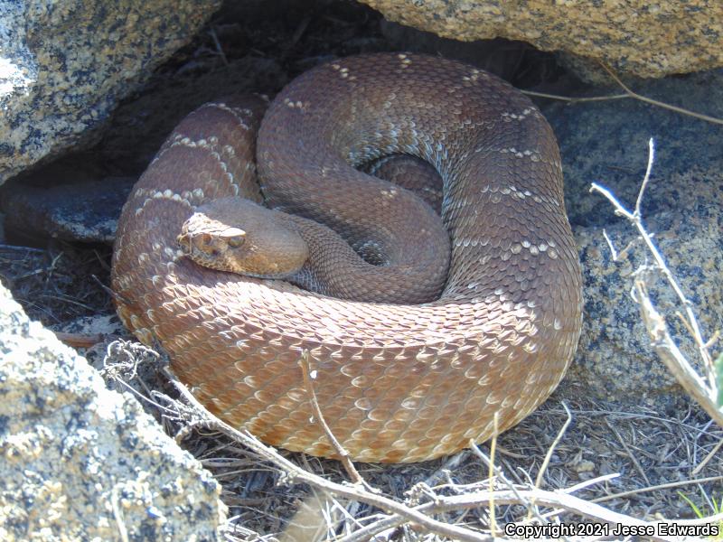 Red Diamond Rattlesnake (Crotalus ruber)