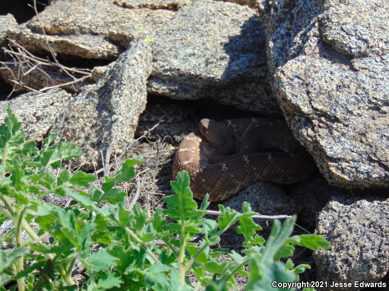 Red Diamond Rattlesnake (Crotalus ruber)