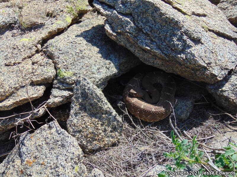 Red Diamond Rattlesnake (Crotalus ruber)