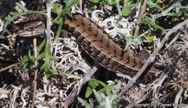 San Francisco Alligator Lizard (Elgaria coerulea coerulea)