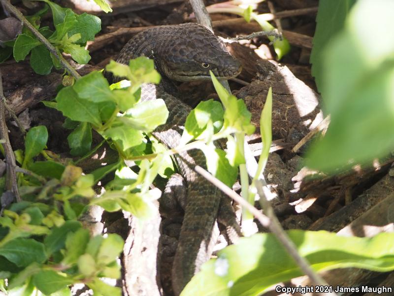 California Alligator Lizard (Elgaria multicarinata multicarinata)