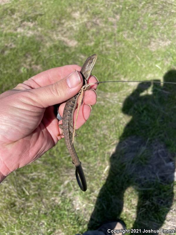 California Alligator Lizard (Elgaria multicarinata multicarinata)