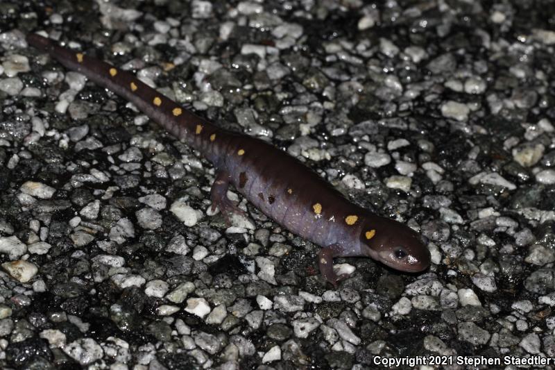 Spotted Salamander (Ambystoma maculatum)