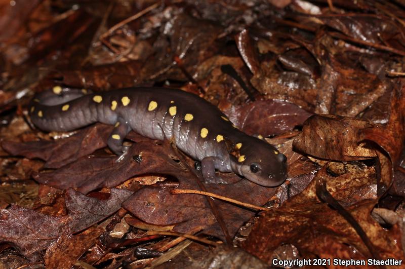 Spotted Salamander (Ambystoma maculatum)