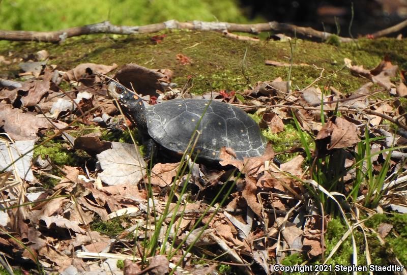 Spotted Turtle (Clemmys guttata)