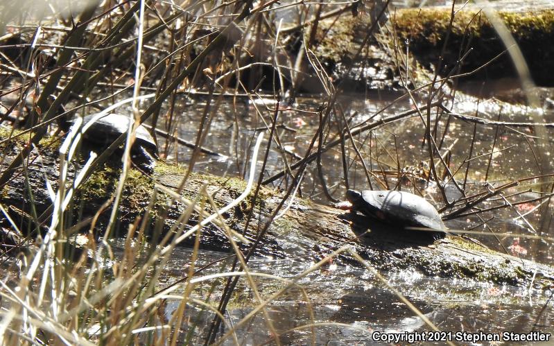 Spotted Turtle (Clemmys guttata)