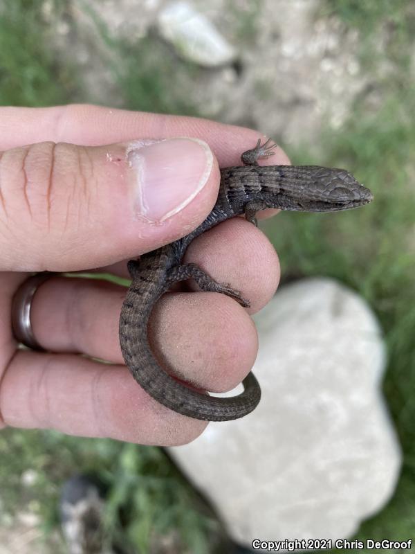 San Diego Alligator Lizard (Elgaria multicarinata webbii)