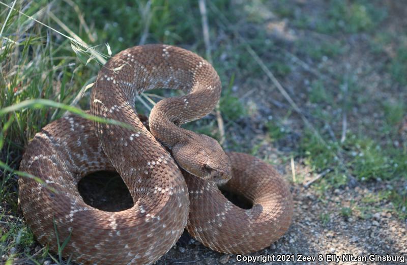 Red Diamond Rattlesnake (Crotalus ruber)