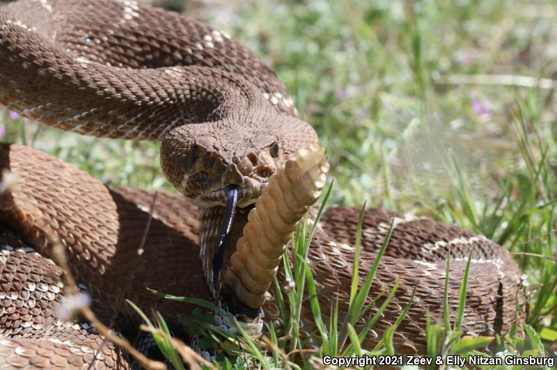 Red Diamond Rattlesnake (Crotalus ruber)