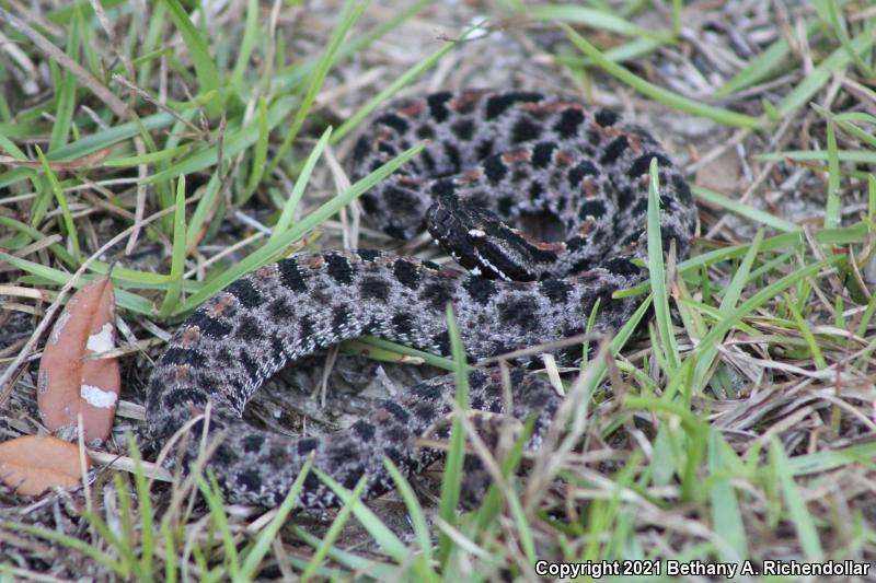 Dusky Pigmy Rattlesnake (Sistrurus miliarius barbouri)