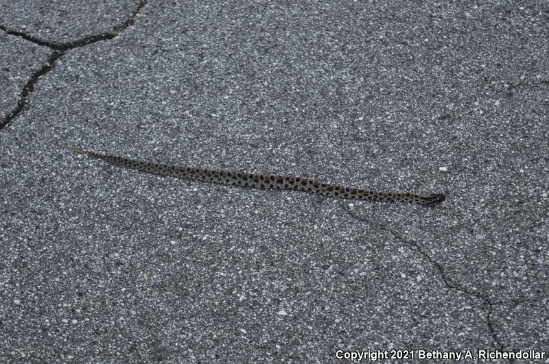 Dusky Pigmy Rattlesnake (Sistrurus miliarius barbouri)