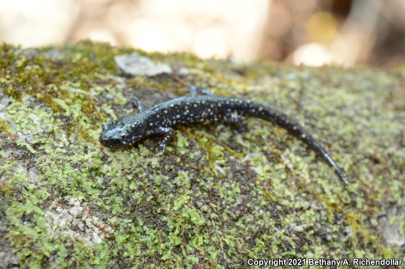 Ocmulgee Slimy Salamander (Plethodon ocmulgee)