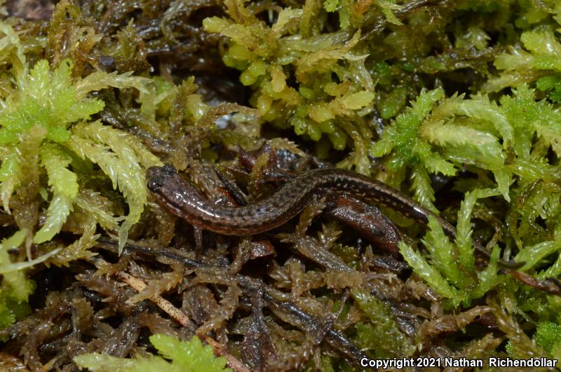 Dwarf Salamander (Eurycea quadridigitata)