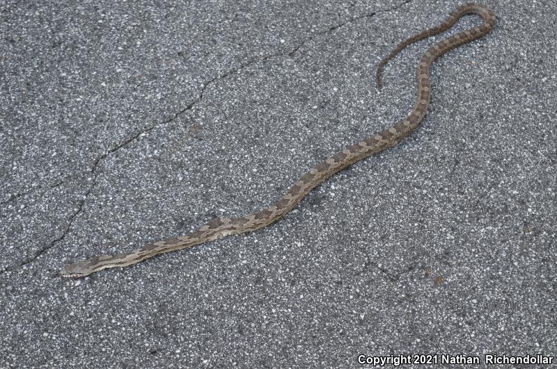 Gray Ratsnake (Pantherophis obsoletus spiloides)