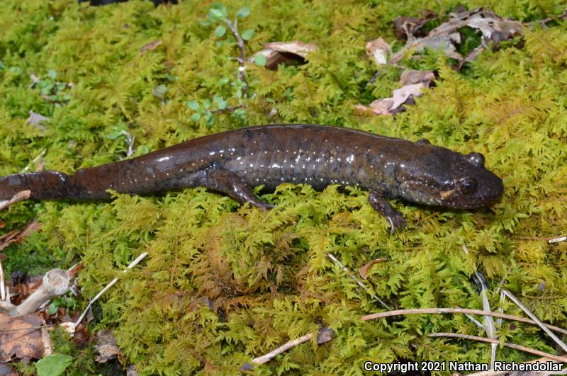 Black-bellied Salamander (Desmognathus quadramaculatus)