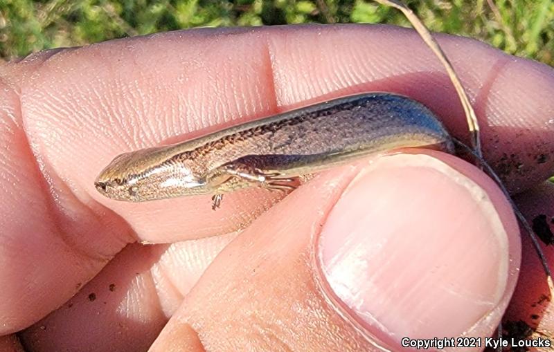 Little Brown Skink (Scincella lateralis)