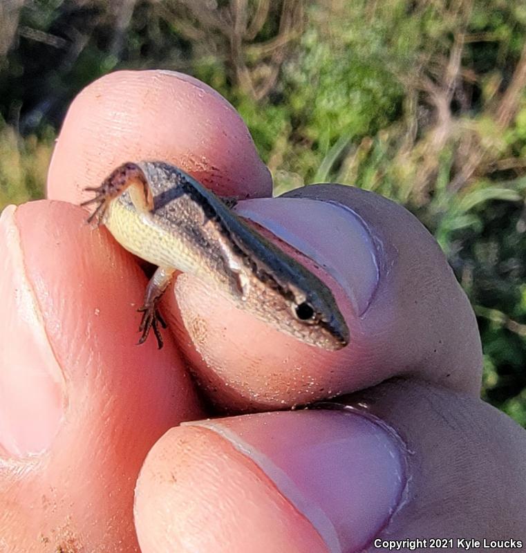 Little Brown Skink (Scincella lateralis)